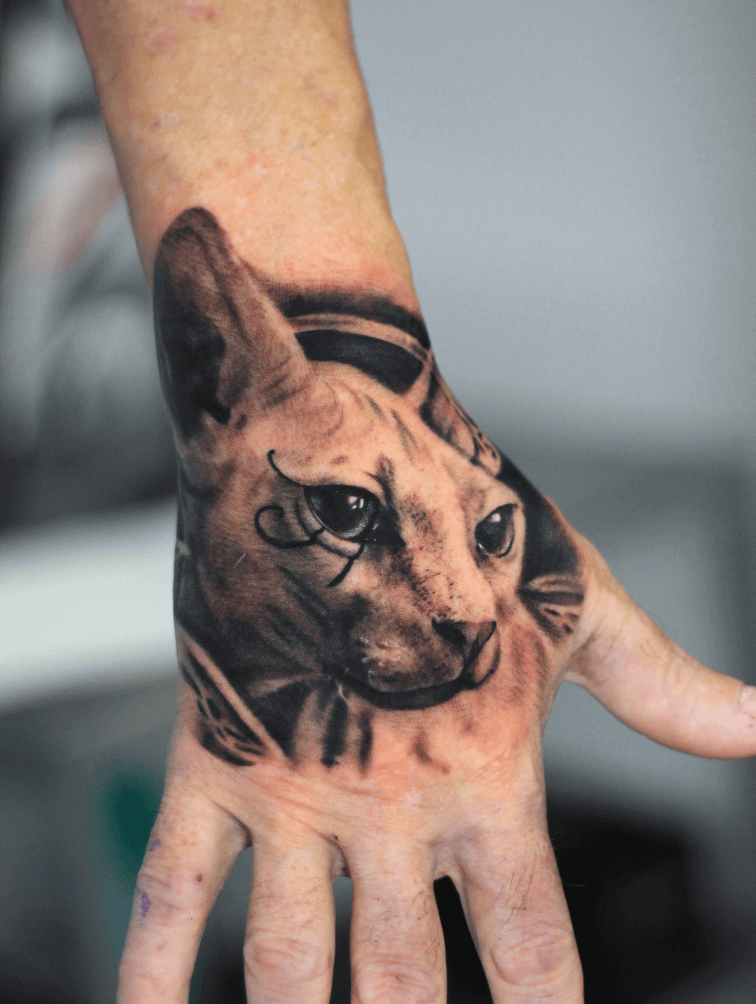 gato sphynx MANO