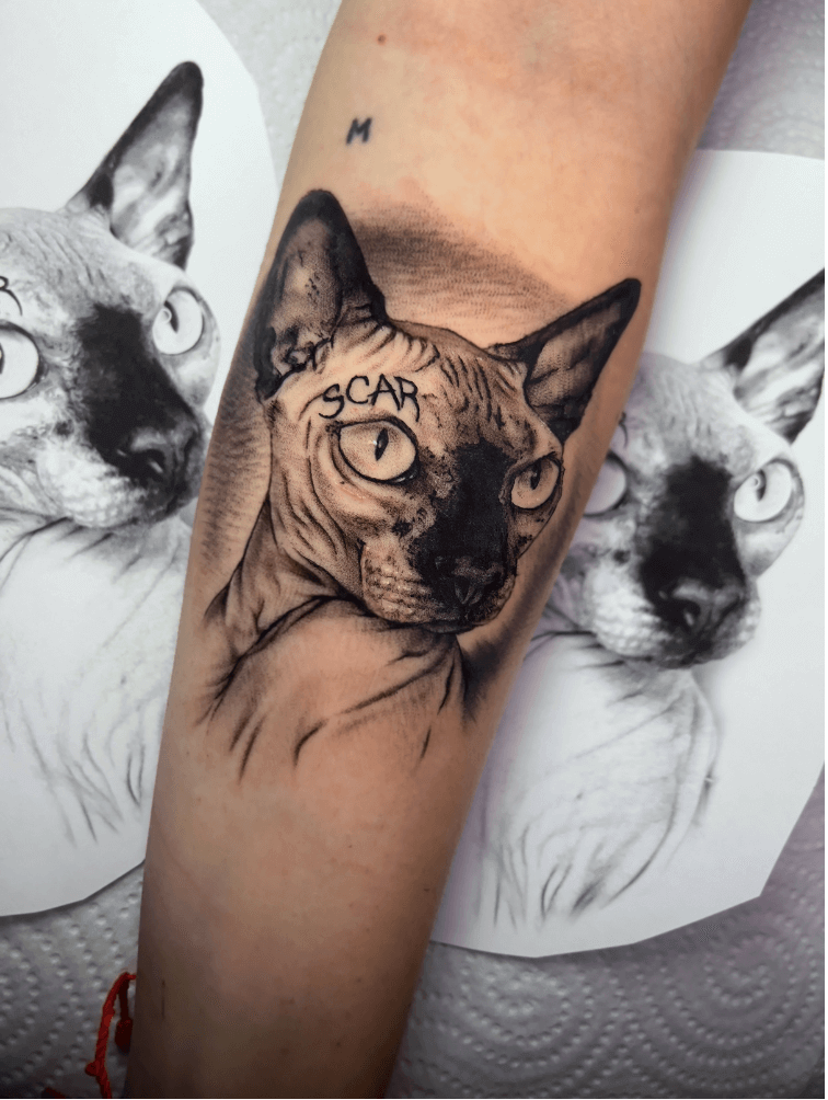 gato sphynx